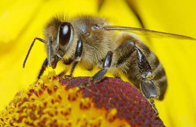 【蜜蜂知識】蜜蜂養殖的基礎知識 蜜蜂養殖的基礎知識