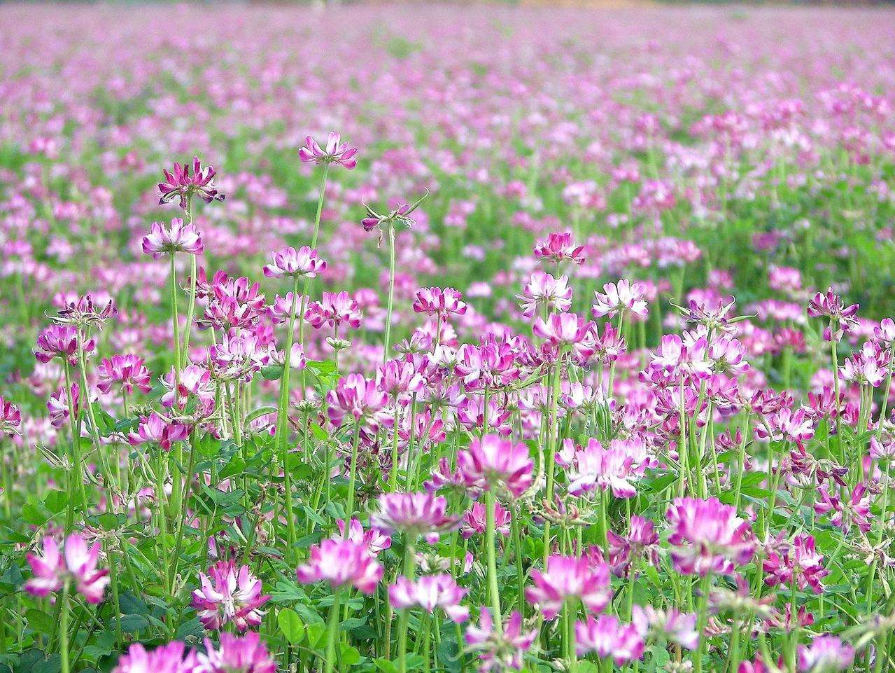 紅花草是紫云英嗎（紫云英和紅花草的區(qū)別）