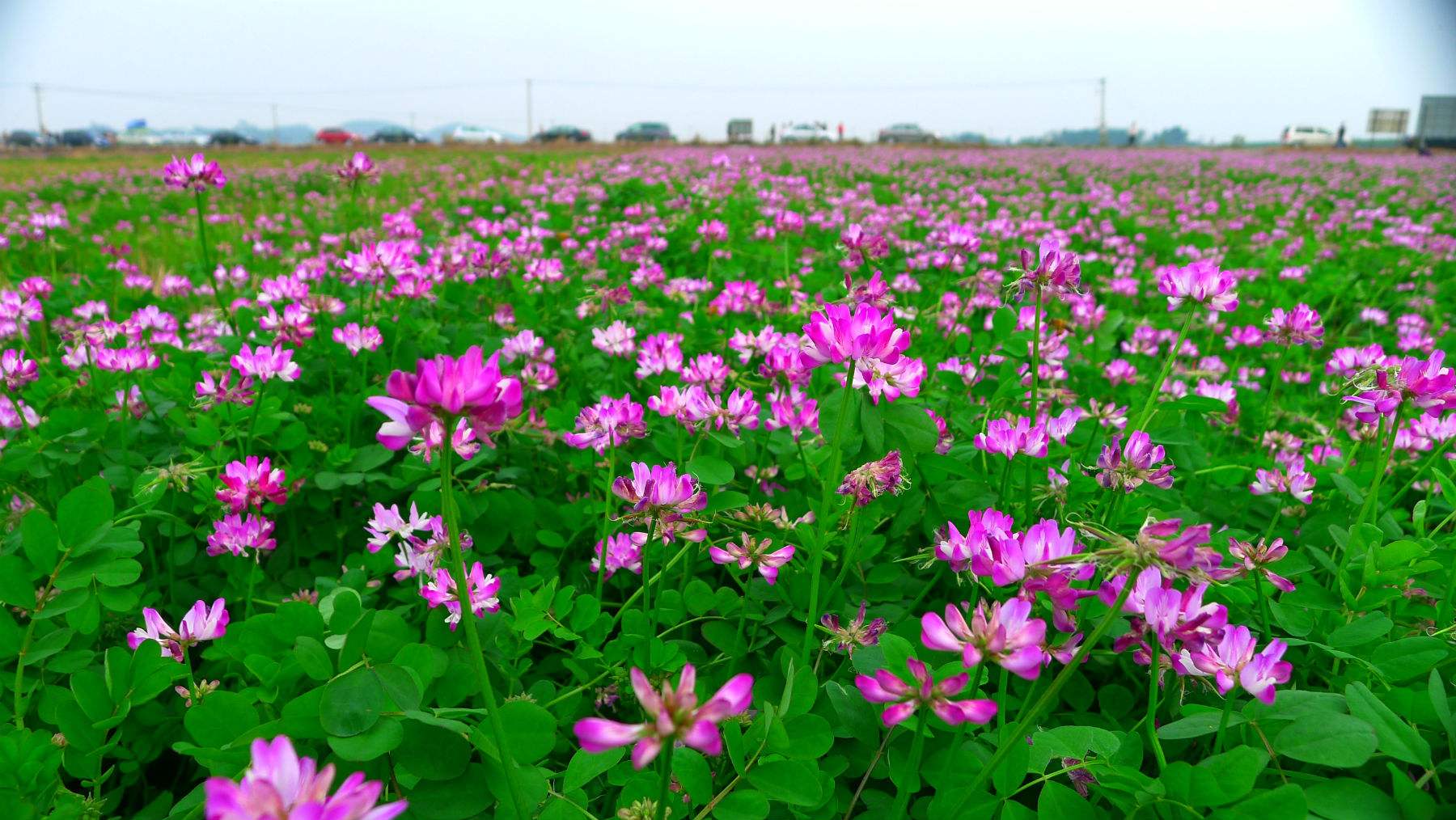 紅花草是紫云英嗎（紫云英和紅花草的區(qū)別）