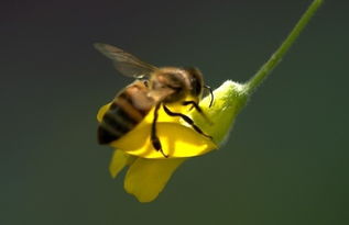 高加索蜜蜂是中蜂還是意蜂(高加索蜂怎么樣) 高加索蜜蜂是中蜂還是意蜂(高加索蜂怎么樣)