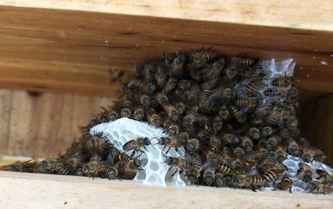 人造王臺里面放什么 人造王臺里面放什么