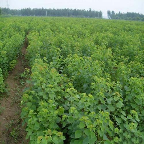 贛南地區(qū)烏桕樹什么月份開始流蜜（江西贛南主要的蜜源植物和花期介紹）