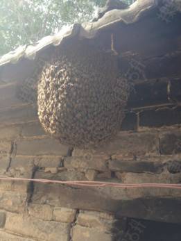 在野外見到蜜蜂，如何將它們收捕回家？具體方法步驟是什么？