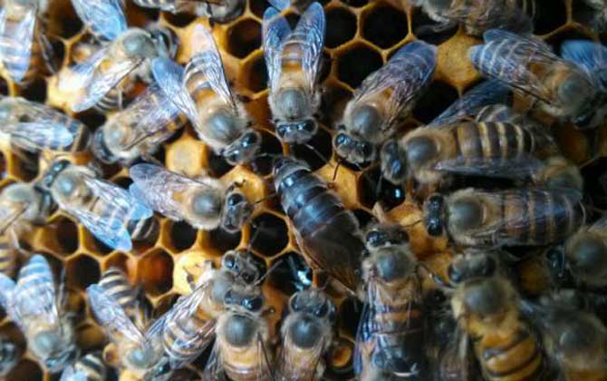 中蜂阿壩王在廣西能養(yǎng)嗎(阿壩蜜蜂在南方可以養(yǎng)嗎) 中蜂阿壩王在廣西能養(yǎng)嗎(阿壩蜜蜂在南方可以養(yǎng)嗎)