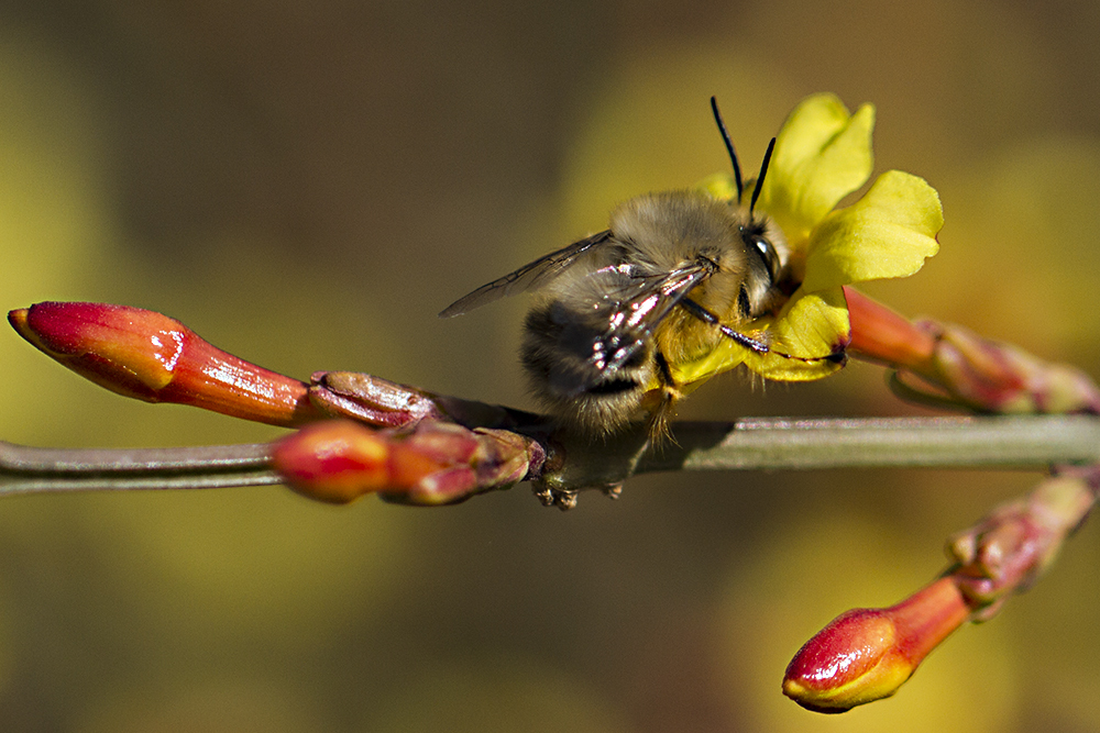 養(yǎng)蜜蜂的法律法規(guī)(養(yǎng)蜂管理辦法處理的的法律法規(guī)) 養(yǎng)蜜蜂的法律法規(guī)(養(yǎng)蜂管理辦法處理的的法律法規(guī))