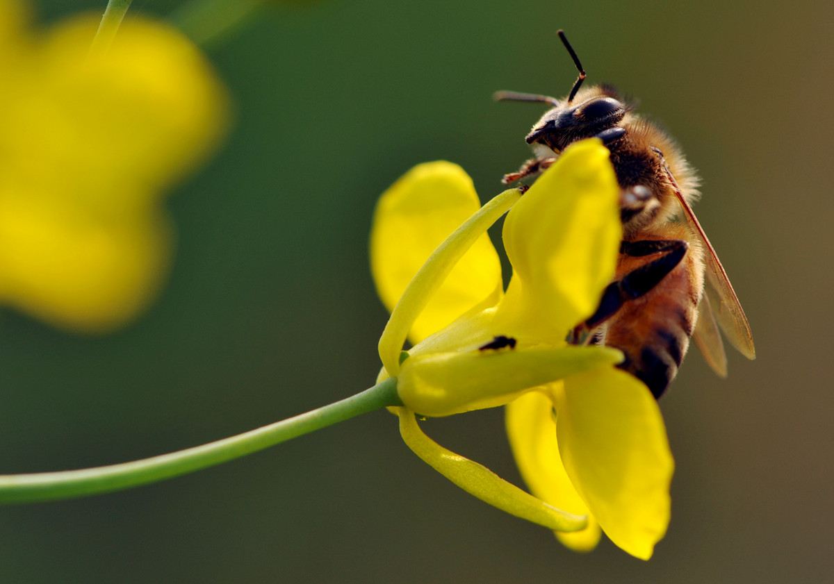 養(yǎng)蜜蜂的法律法規(guī)(養(yǎng)蜂管理辦法處理的的法律法規(guī)) 養(yǎng)蜜蜂的法律法規(guī)(養(yǎng)蜂管理辦法處理的的法律法規(guī))
