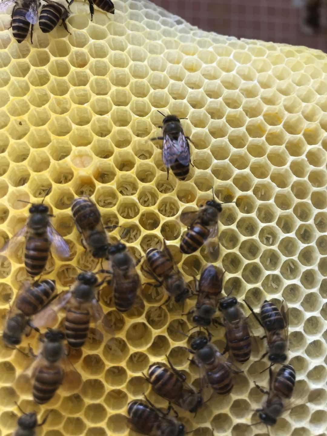 新手養蜂如何分辨工蜂產卵(蜜蜂工蜂產卵的處理方法) 新手養蜂如何分辨工蜂產卵(蜜蜂工蜂產卵的處理方法)