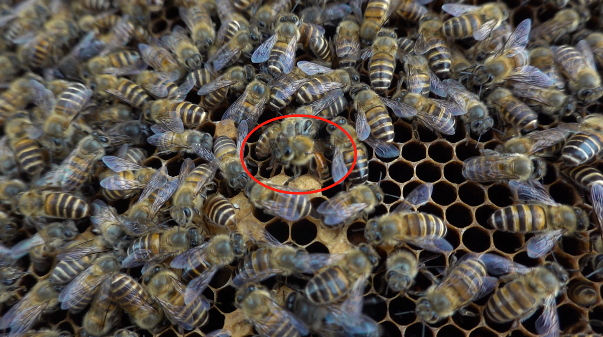 新手養蜂如何分辨工蜂產卵(蜜蜂工蜂產卵的處理方法) 新手養蜂如何分辨工蜂產卵(蜜蜂工蜂產卵的處理方法)