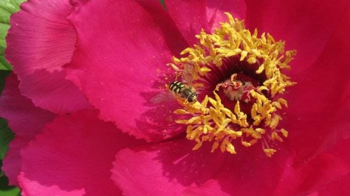 蜜蜂為什么要采花釀蜜 蜜蜂為什么要采花釀蜜