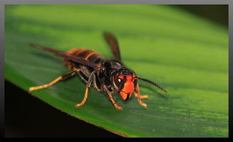 胡蜂采樹漿做什么（馬蜂啃樹漿做什么）