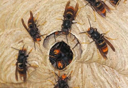 蜜蜂和馬蜂在家打窩是壞事嗎（蜜蜂和馬蜂來家里是福還是禍？）