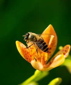 蜂王與工蜂的相同點是什么(意蜂蠟在實際中的運用) 蜂王與工蜂的相同點是什么(意蜂蠟在實際中的運用)