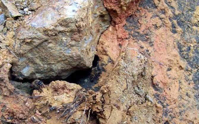 為什么誘蜂洞用火燒? /Uploads/arcfiles/image/2023/168705013531274.jpg