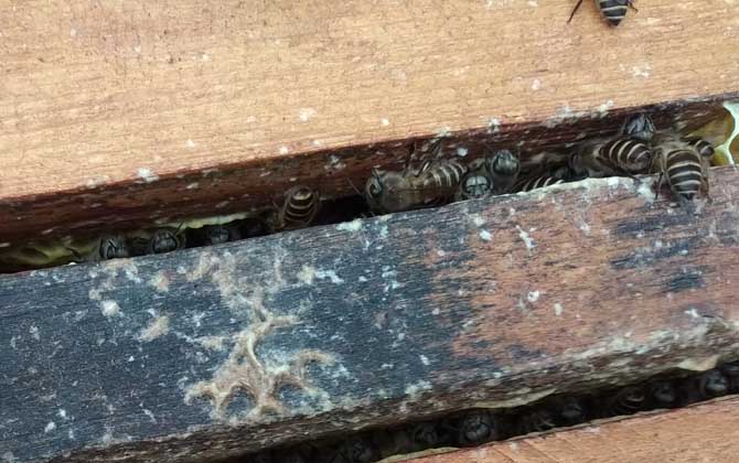 阿壩中蜂強(qiáng)群時(shí)能達(dá)到幾張碑（中蜂幾脾蜂才算是強(qiáng)群）