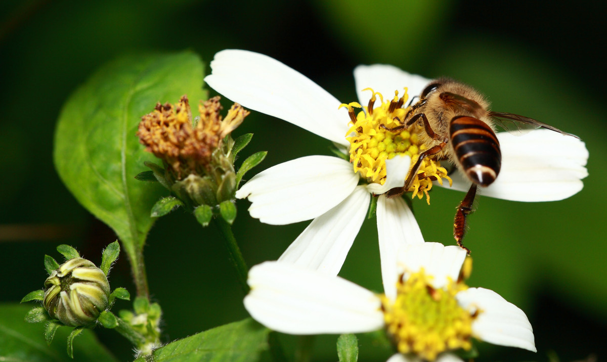工蜂是干什么的(工蜂的職責有哪些) 工蜂是干什么的(工蜂的職責有哪些)