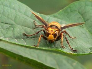 胡蜂會(huì)產(chǎn)蜂蜜嗎（胡蜂有沒有蜜）