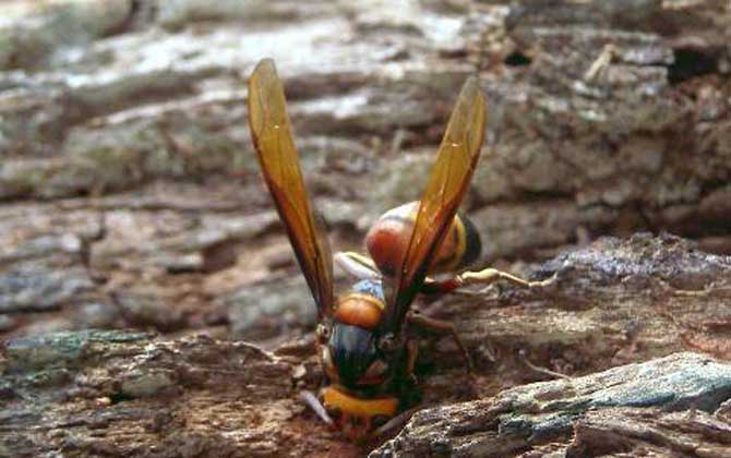 牛角蜂蟄了幾天才算恢復(fù)（牛角蜂蟄了多久過(guò)危險(xiǎn)期）
