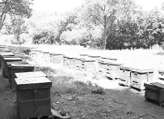 蜜蜂越冬管理技術(shù)(蜜蜂的越冬管理要點(diǎn)) 蜜蜂越冬管理技術(shù)(蜜蜂的越冬管理要點(diǎn))