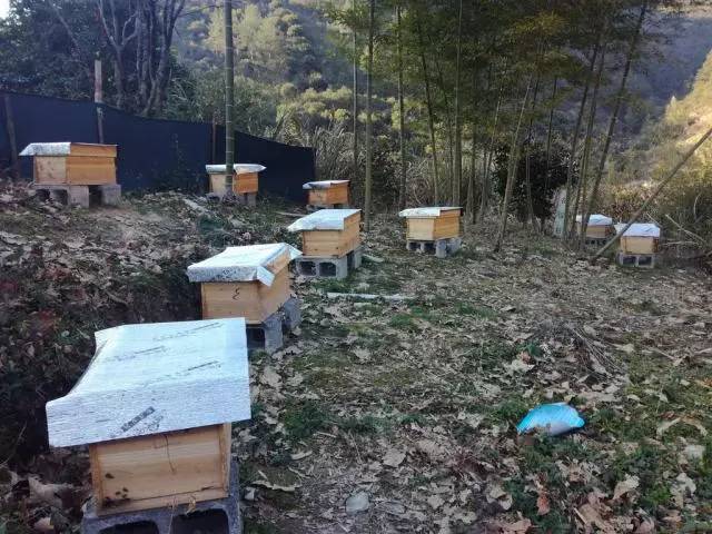 蜜蜂越冬管理技術(shù)(蜜蜂的越冬管理要點(diǎn)) 蜜蜂越冬管理技術(shù)(蜜蜂的越冬管理要點(diǎn))