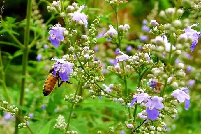 什么花流蜜最多？(盤點那些花流蜜多)