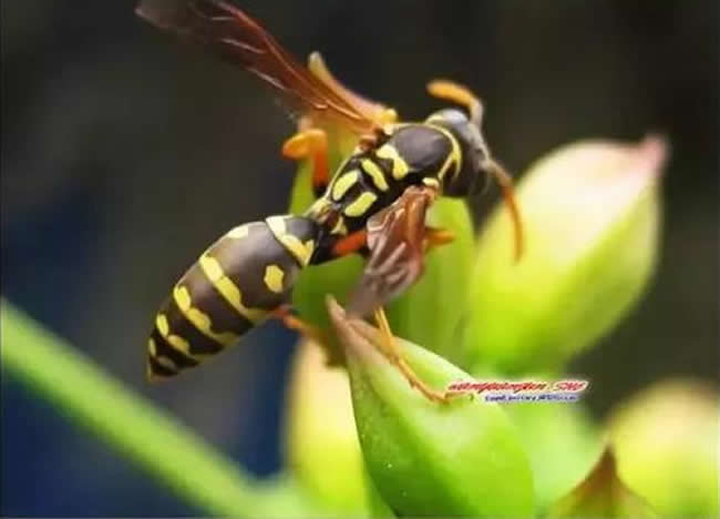 馬蜂和蜜蜂的區別