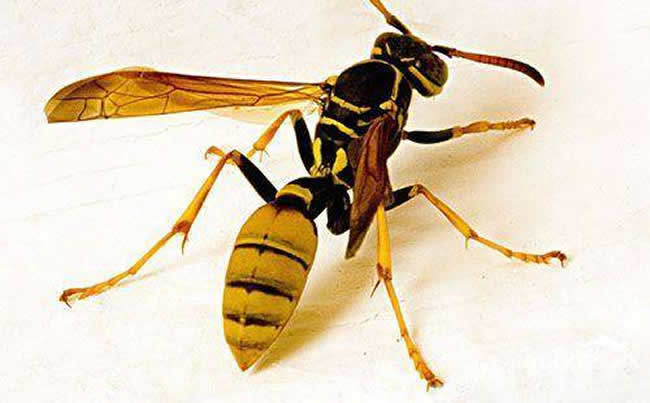 馬蜂和蜜蜂的區別
