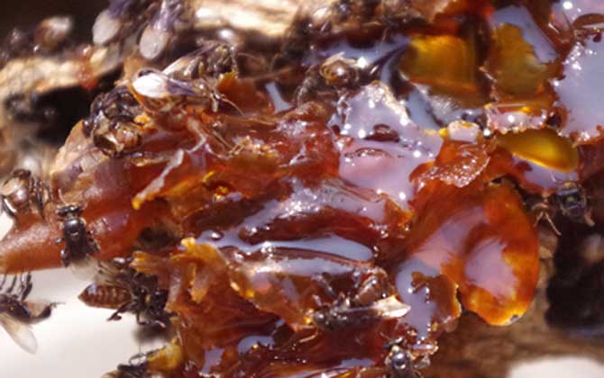 酸蜂蜜的價格是多少(云南酸蜂蜜多少錢一斤) 酸蜂蜜的價格是多少(云南酸蜂蜜多少錢一斤)