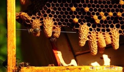 養蜂怎樣防止蜂王逃跑(最有效的控制蜂王逃跑方法) 養蜂怎樣防止蜂王逃跑(最有效的控制蜂王逃跑方法)