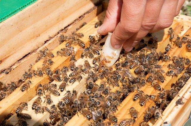 怎樣人工培育優質蜂王？