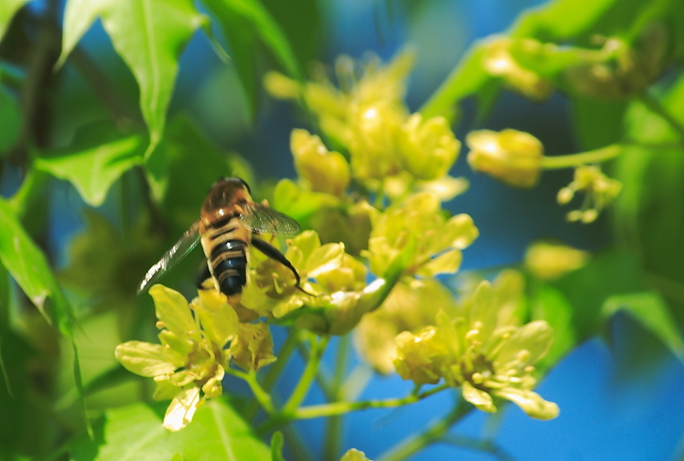 新手養(yǎng)蜂什么時(shí)候進(jìn)種好(什么時(shí)候開始養(yǎng)蜂最好) 新手養(yǎng)蜂什么時(shí)候進(jìn)種好(什么時(shí)候開始養(yǎng)蜂最好)