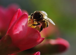 新手養(yǎng)蜂什么時(shí)候進(jìn)種好(什么時(shí)候開始養(yǎng)蜂最好) 新手養(yǎng)蜂什么時(shí)候進(jìn)種好(什么時(shí)候開始養(yǎng)蜂最好)