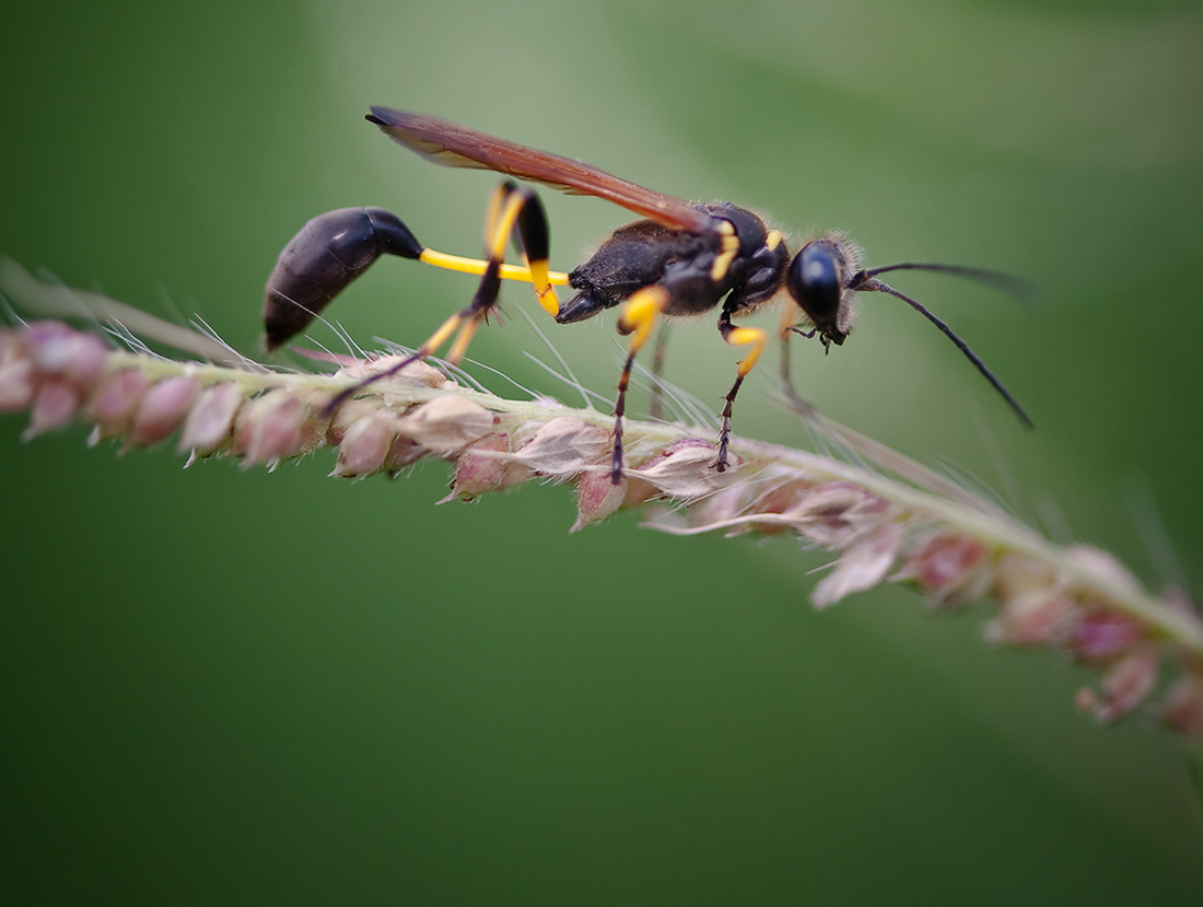 角戎泥蜂(泥蜂是什么) 角戎泥蜂(泥蜂是什么)