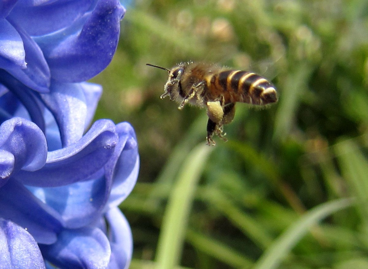 一箱蜂一冬天能喂多少糖(一箱蜜蜂過(guò)冬得多少斤白糖) 一箱蜂一冬天能喂多少糖(一箱蜜蜂過(guò)冬得多少斤白糖)