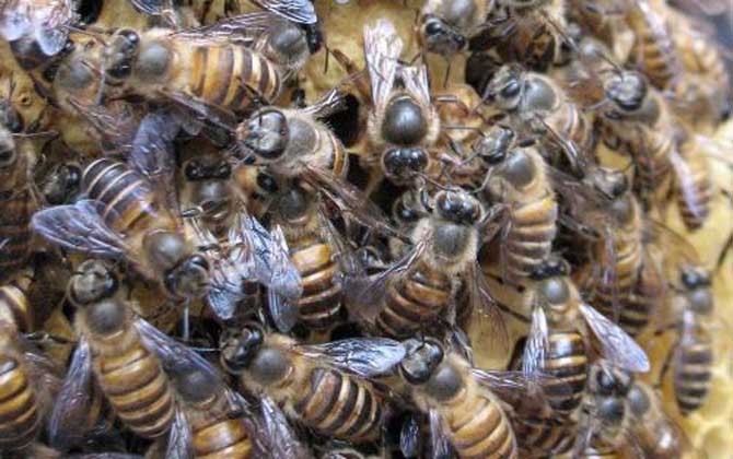 阿壩中蜂優(yōu)奌和缺奌(阿壩中蜂有哪些優(yōu)點和缺點) 阿壩中蜂優(yōu)奌和缺奌(阿壩中蜂有哪些優(yōu)點和缺點)