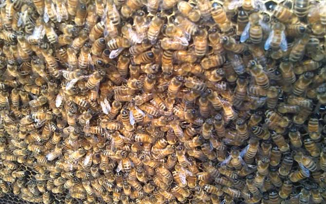 阿壩中蜂優(yōu)奌和缺奌(阿壩中蜂有哪些優(yōu)點和缺點) 阿壩中蜂優(yōu)奌和缺奌(阿壩中蜂有哪些優(yōu)點和缺點)