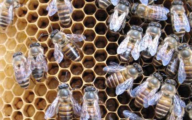 阿壩中蜂優(yōu)奌和缺奌(阿壩中蜂有哪些優(yōu)點和缺點) 阿壩中蜂優(yōu)奌和缺奌(阿壩中蜂有哪些優(yōu)點和缺點)