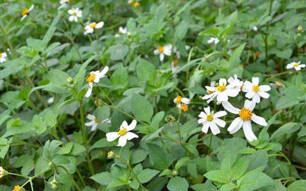 鬼針草是蜜源植物嗎？(鬼針草有果實嗎)