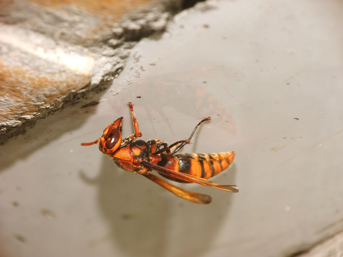 馬蜂有幾根毒針(馬蜂毒針會滯留體內(nèi)嗎) 馬蜂有幾根毒針(馬蜂毒針會滯留體內(nèi)嗎)