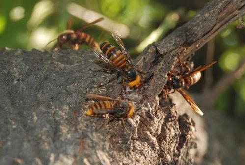 馬蜂有幾根毒針(馬蜂毒針會滯留體內(nèi)嗎) 馬蜂有幾根毒針(馬蜂毒針會滯留體內(nèi)嗎)