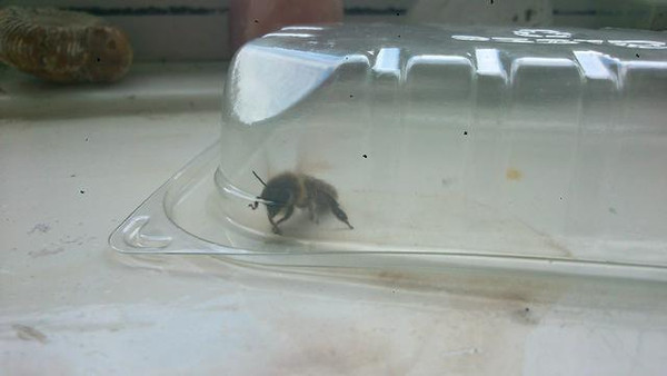 為什么家里有蜜蜂出現(xiàn)（家里無(wú)緣無(wú)故出現(xiàn)蜜蜂）