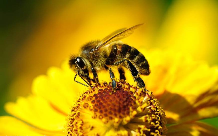 馬蜂毒刺怎么取出來(lái)(被蜜蜂蟄了怎么辦) 馬蜂毒刺怎么取出來(lái)(被蜜蜂蟄了怎么辦)