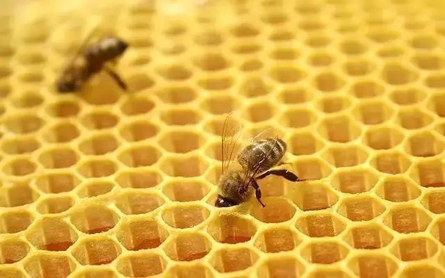 工蜂產卵也會有王臺嗎（蜜蜂工產又有王臺怎么辦）