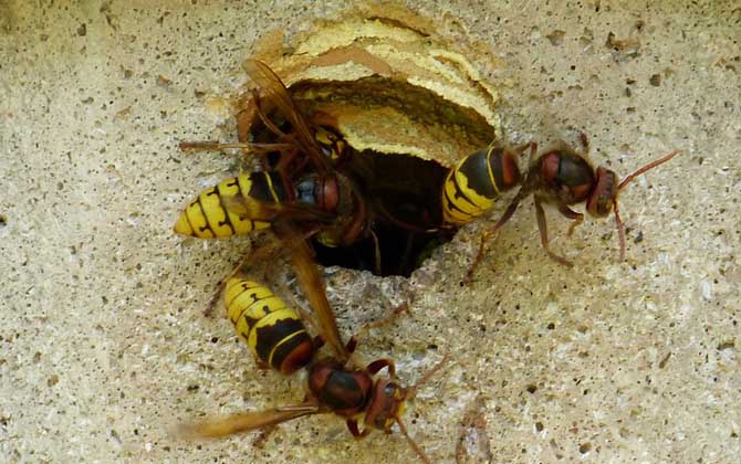 中國大虎頭蜂是益蟲嗎（虎頭蜂是益蟲還是害蟲？）