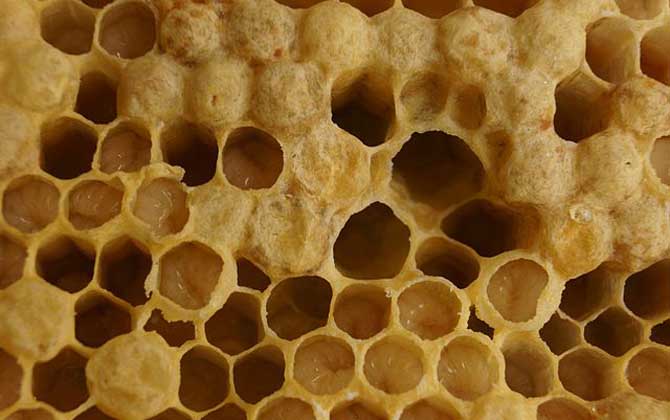 蜂王胎不適合哪些人喝(蜂王胎的作用與功效及禁忌人群) 蜂王胎不適合哪些人喝(蜂王胎的作用與功效及禁忌人群)