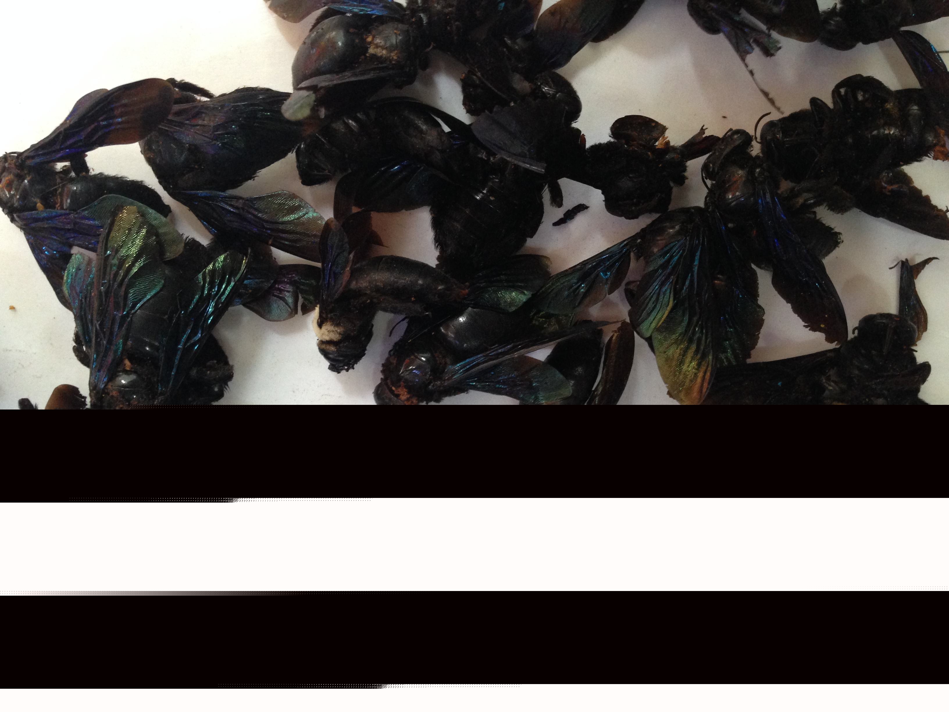 黑竹蜂一只多少錢 黑竹蜂一只多少錢