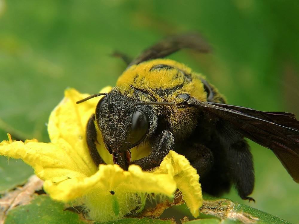 黑竹蜂一只多少錢 黑竹蜂一只多少錢