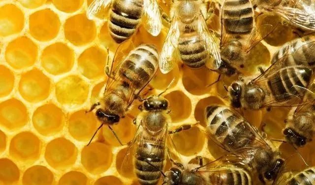 工蜂產(chǎn)卵急造王出臺(tái)有用嗎(工蜂產(chǎn)卵了怎樣介王) 工蜂產(chǎn)卵急造王出臺(tái)有用嗎(工蜂產(chǎn)卵了怎樣介王)