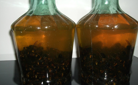 虎頭蜂酒的禁忌（虎頭蜂酒有哪些功效和禁忌）