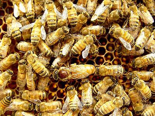 想養(yǎng)蜜蜂怎么引種（引進(jìn)蜂種的注意事項(xiàng)）