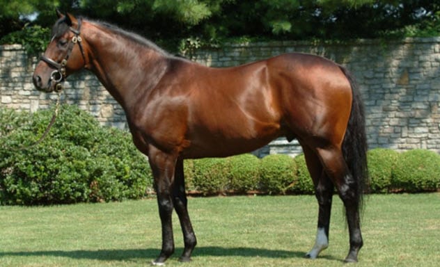 一只豬27萬美元？一只鴿子140萬美元？盤點(diǎn)史上最昂貴的6只動(dòng)物